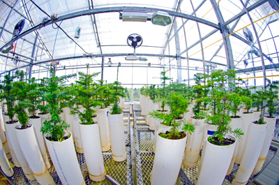 a fish eye view of the greenhouse