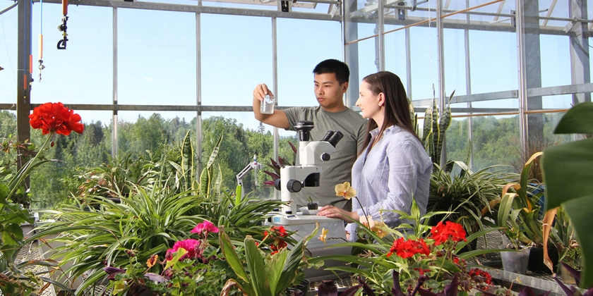 2 people looking at a sample from the microscope in the greenhouse surrounded by plants