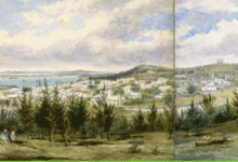 St. George Bermuda Cedar